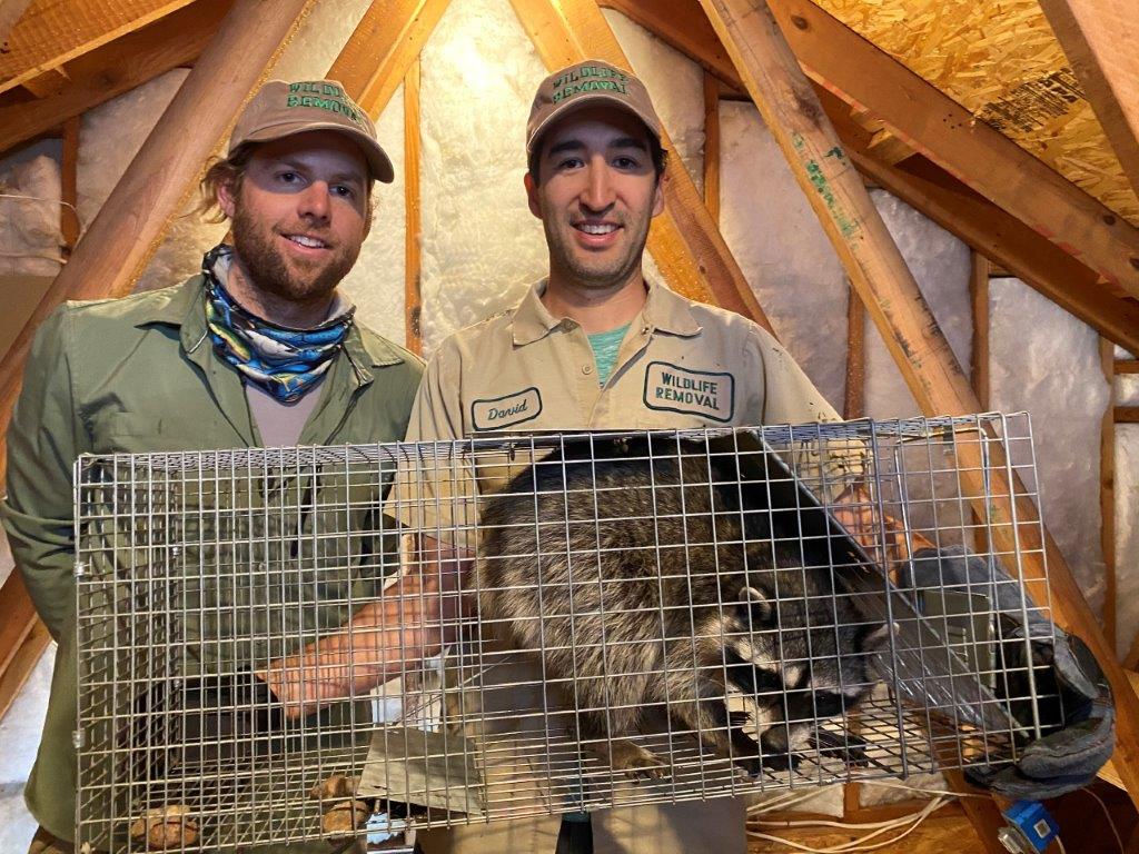 Winston-Salem raccoon trapping